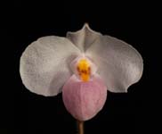 Paph. delenatil